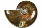 Polished Red Flash Ammonite (Cleoniceras) Fossil - Madagascar #367695-1